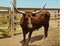 Texas Steer in 1906 Vintage Print (7 Sizes) - Reproduction