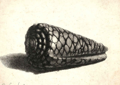 The Shell (Conus Marmoreus) Fine Art Print 1650 Drawing by Rembrandt (6 Sizes)