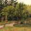 The Garden at Eragny Art Print 1895 Painting by Camille Pissarro (6 Sizes)