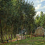 The House in the Forest 1872 Painting by Camille Pissarro Art Print (6 Sizes)