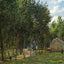 The House in the Forest 1872 Painting by Camille Pissarro Art Print (6 Sizes)