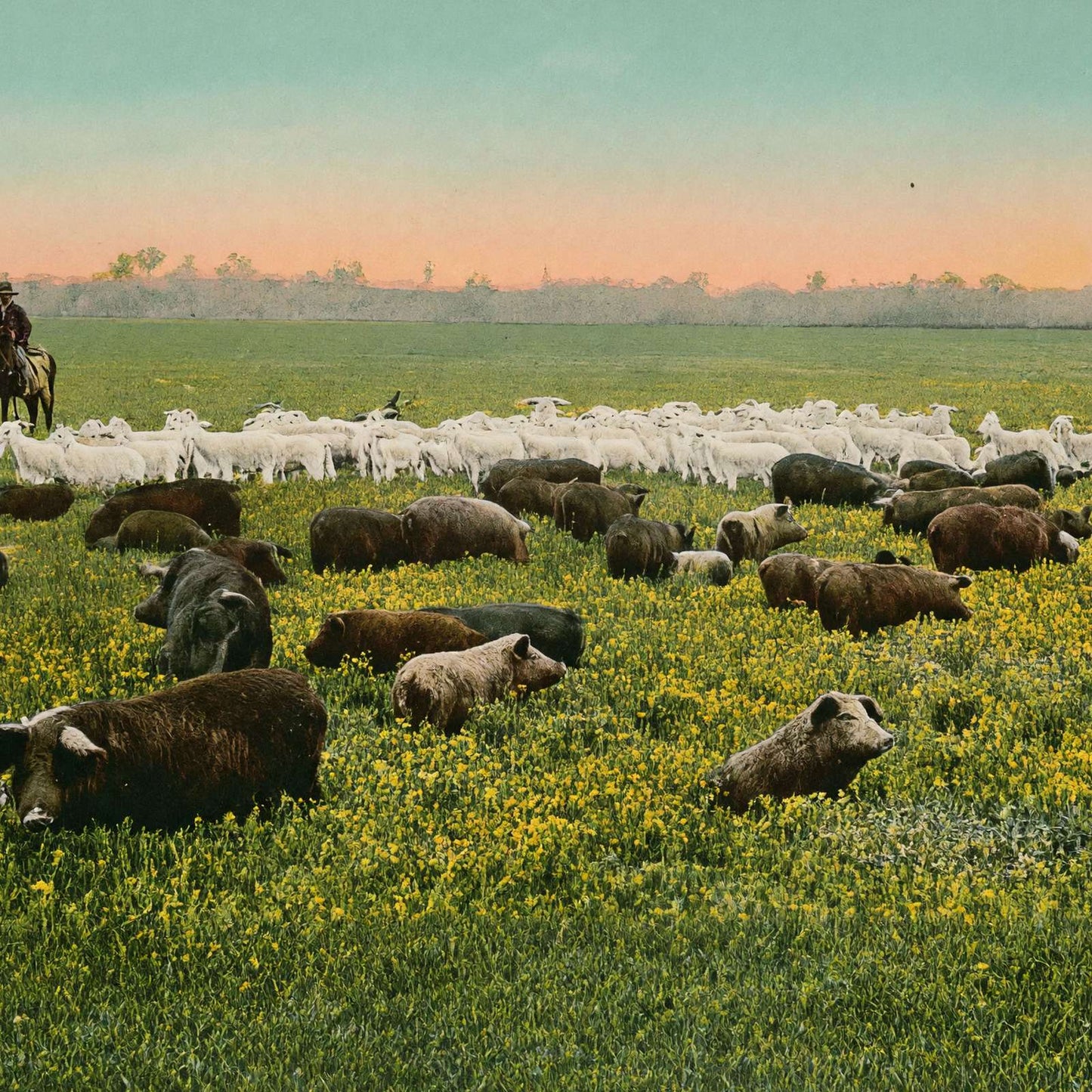 Thousand Acre Alfalfa Field in 1906 Vintage Print (7 Sizes) - Premium Print