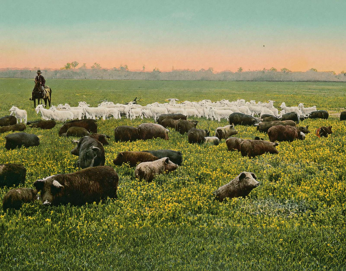 Thousand Acre Alfalfa Field in 1906 Vintage Print (7 Sizes) - Premium Print