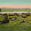 Thousand Acre Alfalfa Field in 1906 Vintage Print (7 Sizes) - Premium Print