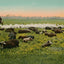 Thousand Acre Alfalfa Field in 1906 Vintage Print (7 Sizes) - Premium Print