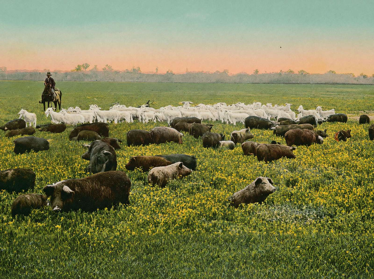 Thousand Acre Alfalfa Field in 1906 Vintage Print (7 Sizes) - Premium Print