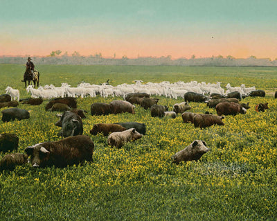 Thousand Acre Alfalfa Field in 1906 vintage print