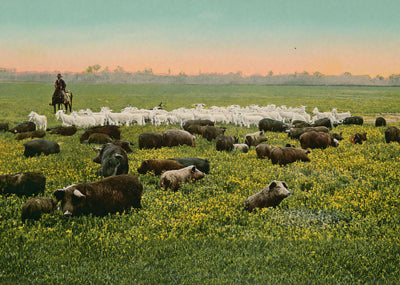 Thousand Acre Alfalfa Field in 1906 Vintage Print (7 Sizes) - Premium Print