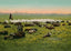 Thousand Acre Alfalfa Field in 1906 Vintage Print (7 Sizes) - Premium Print