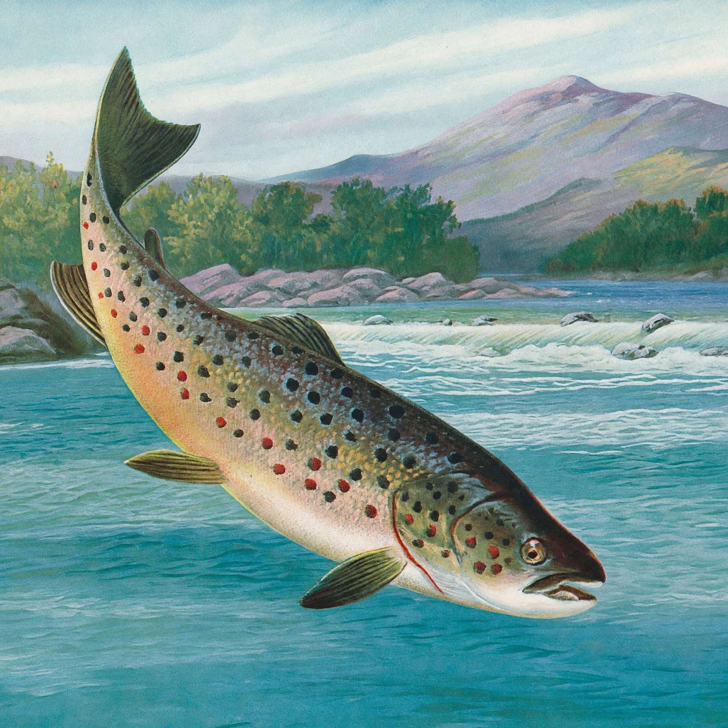 Trout Hooked but Not Landed in 1904 Vintage Print (7 Sizes) - Reproduction