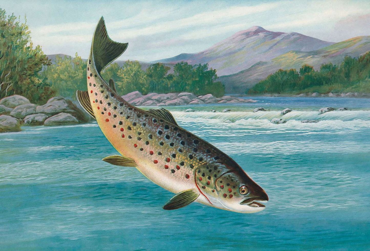 Trout Hooked but Not Landed in 1904 Vintage Print (7 Sizes) - Reproduction