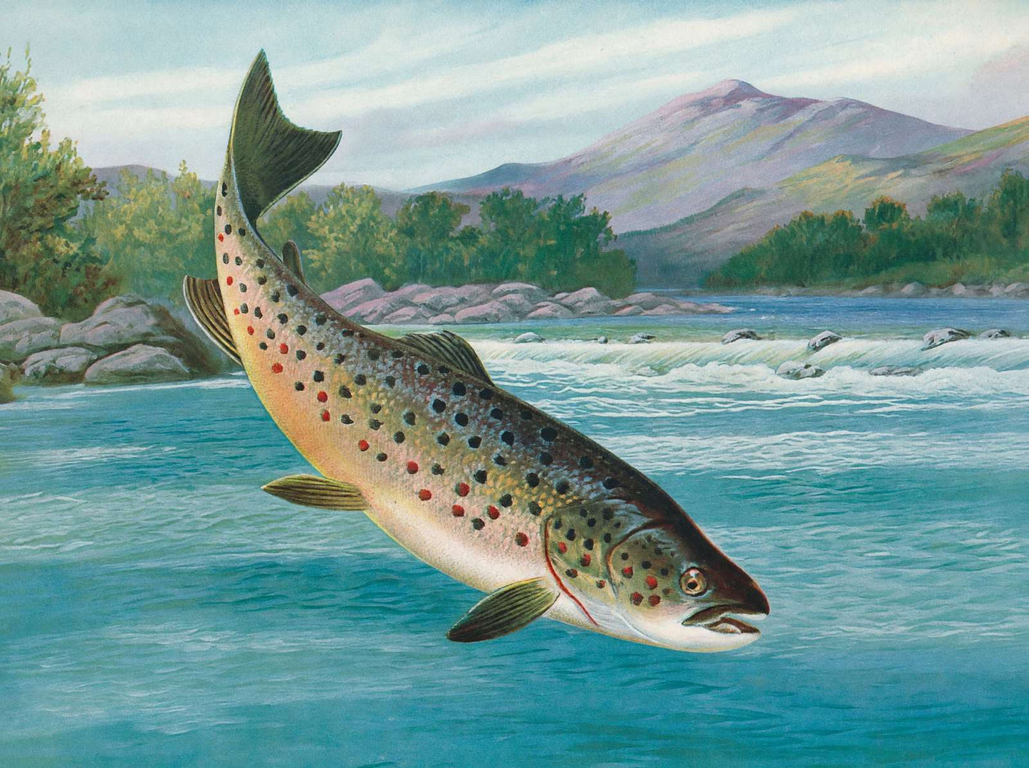 Trout Hooked but Not Landed in 1904 Vintage Print (7 Sizes) - Reproduction
