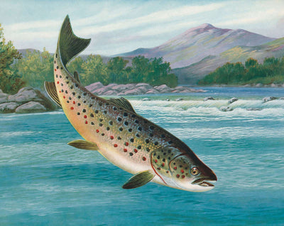 Trout Hooked but Not Landed in 1904 vintage print