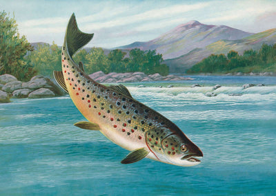 Trout Hooked but Not Landed in 1904 Vintage Print (7 Sizes) - Reproduction