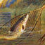 Trout a Beauty in 1904 Art Print (7 Sizes) - Retouched