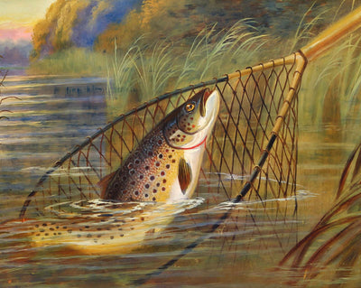 Trout
