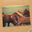 Herd of Brown Horses Running Across a Field Photo Wall Art (7 Sizes) - Frameable