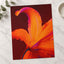 Close Up of Bright Orange Flower Photography Print (7 Sizes) - Ready to Frame