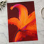 Close Up of Bright Orange Flower Photography Print (7 Sizes) - Ready to Frame