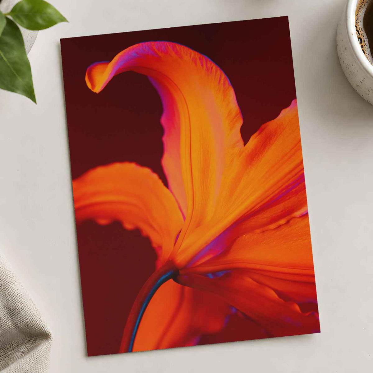Close Up of Bright Orange Flower Photography Print (7 Sizes) - Ready to Frame