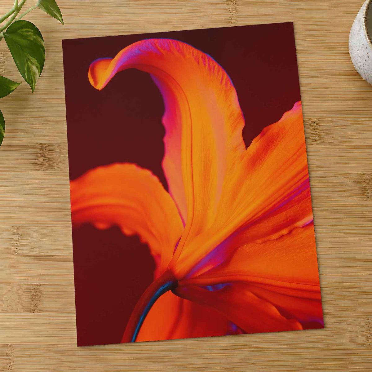Close Up of Bright Orange Flower Photography Print (7 Sizes) - Ready to Frame