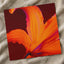 Close Up of Bright Orange Flower Photography Print (7 Sizes) - Ready to Frame