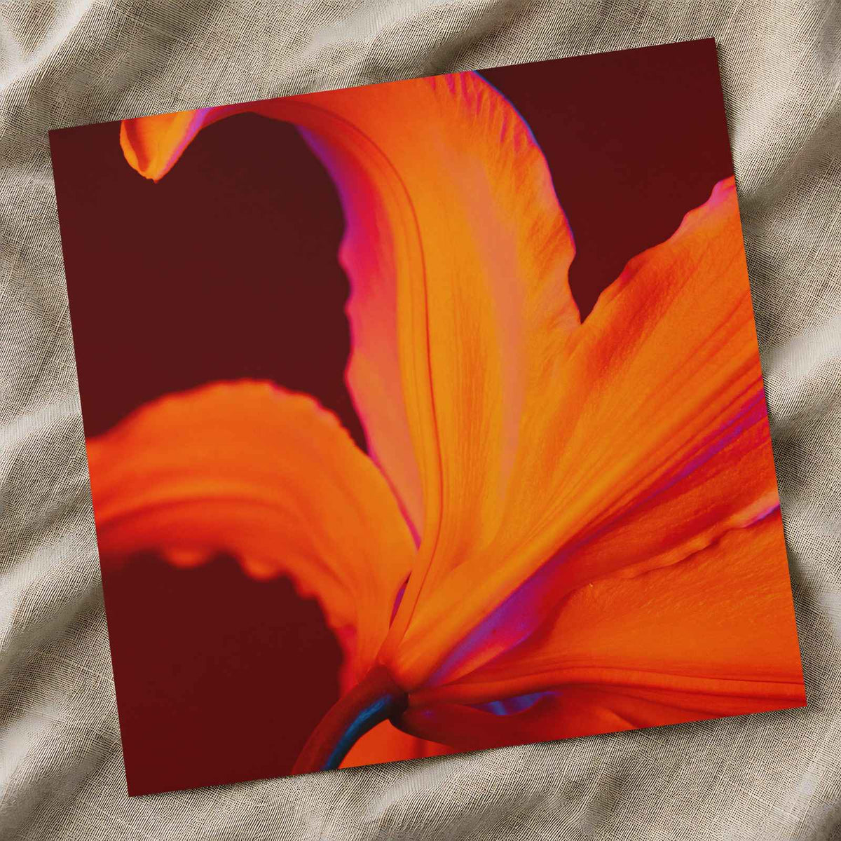 Close Up of Bright Orange Flower Photography Print (7 Sizes) - Ready to Frame