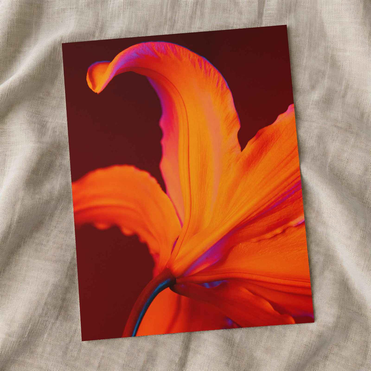 Close Up of Bright Orange Flower by Thais Varela Photo Print Wall Decor
