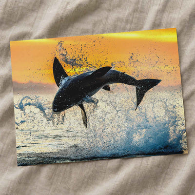 Jumping Great White Shark Photo Print Wall Decor