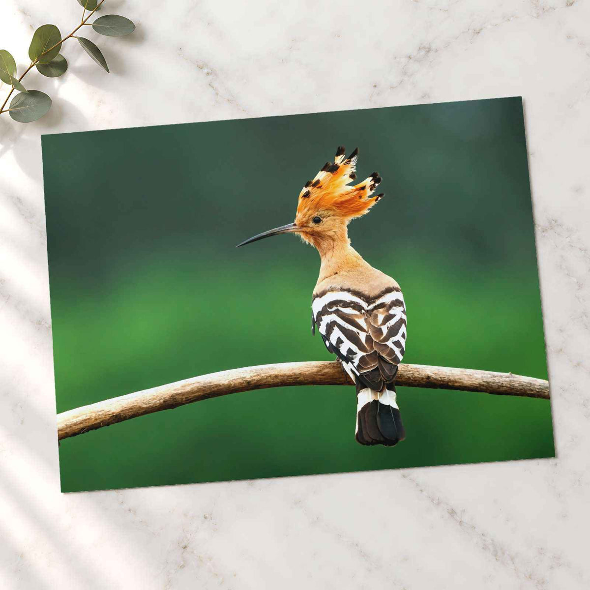 Bird with Orange Feathers Sitting on Branch Photo Wall Art (7 Sizes) - Frameable