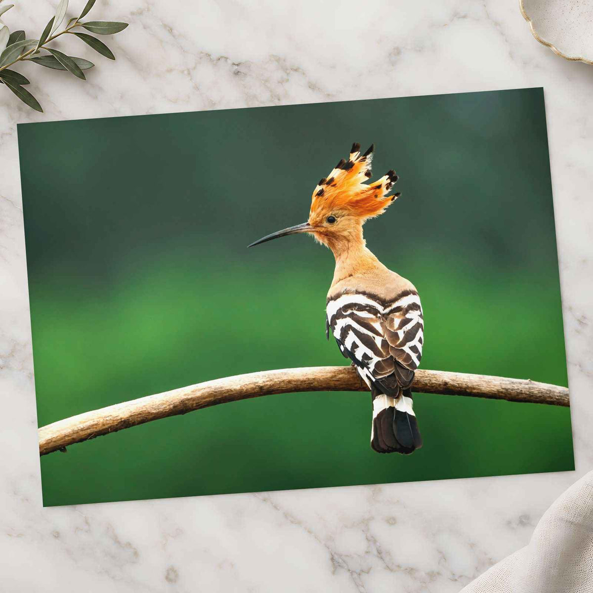 Bird with Orange Feathers Sitting on Branch Photo Wall Art (7 Sizes) - Frameable