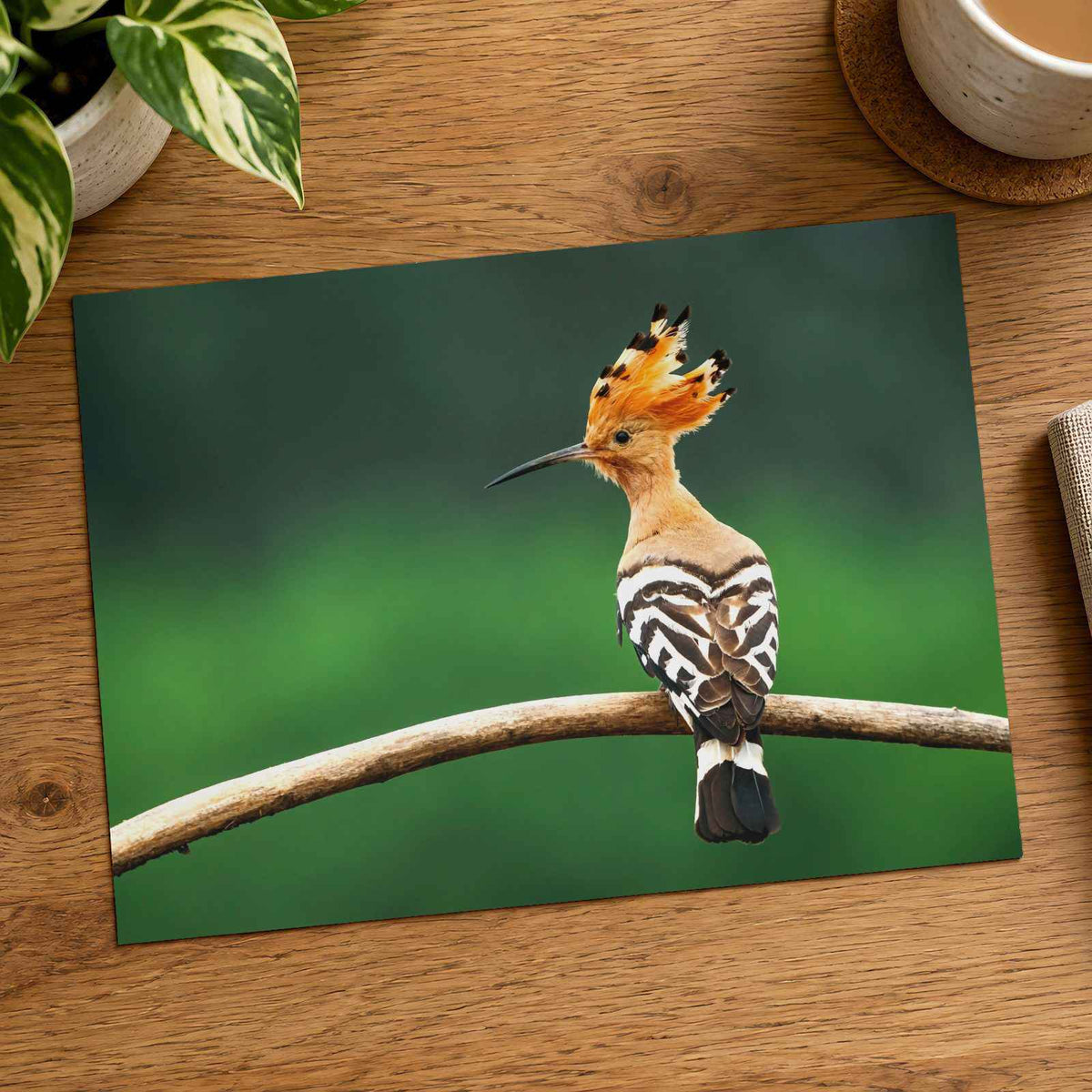 Bird with Orange Feathers Sitting on Branch Photo Wall Art (7 Sizes) - Frameable
