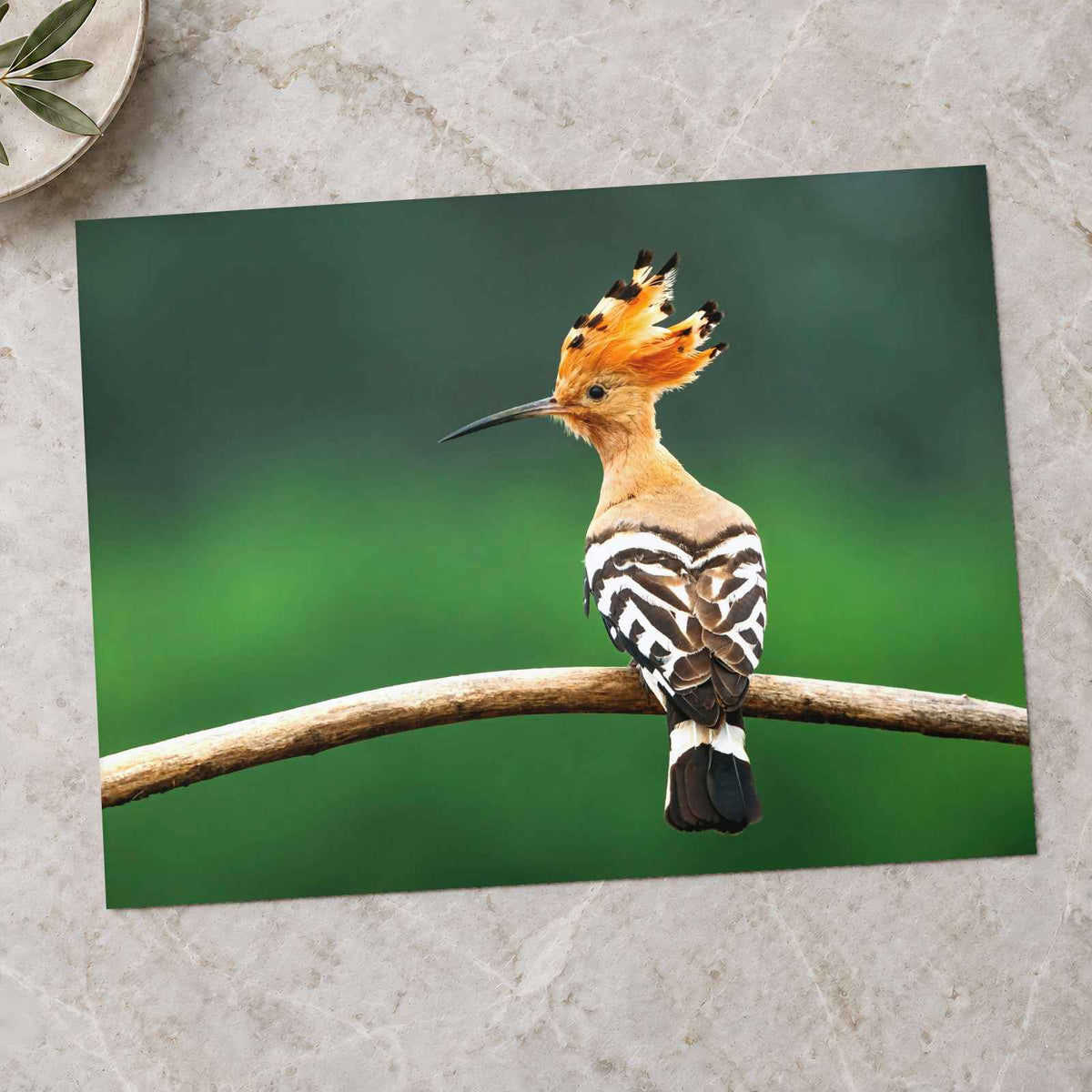 Bird with Orange Feathers Sitting on Branch Photo Wall Art (7 Sizes) - Frameable