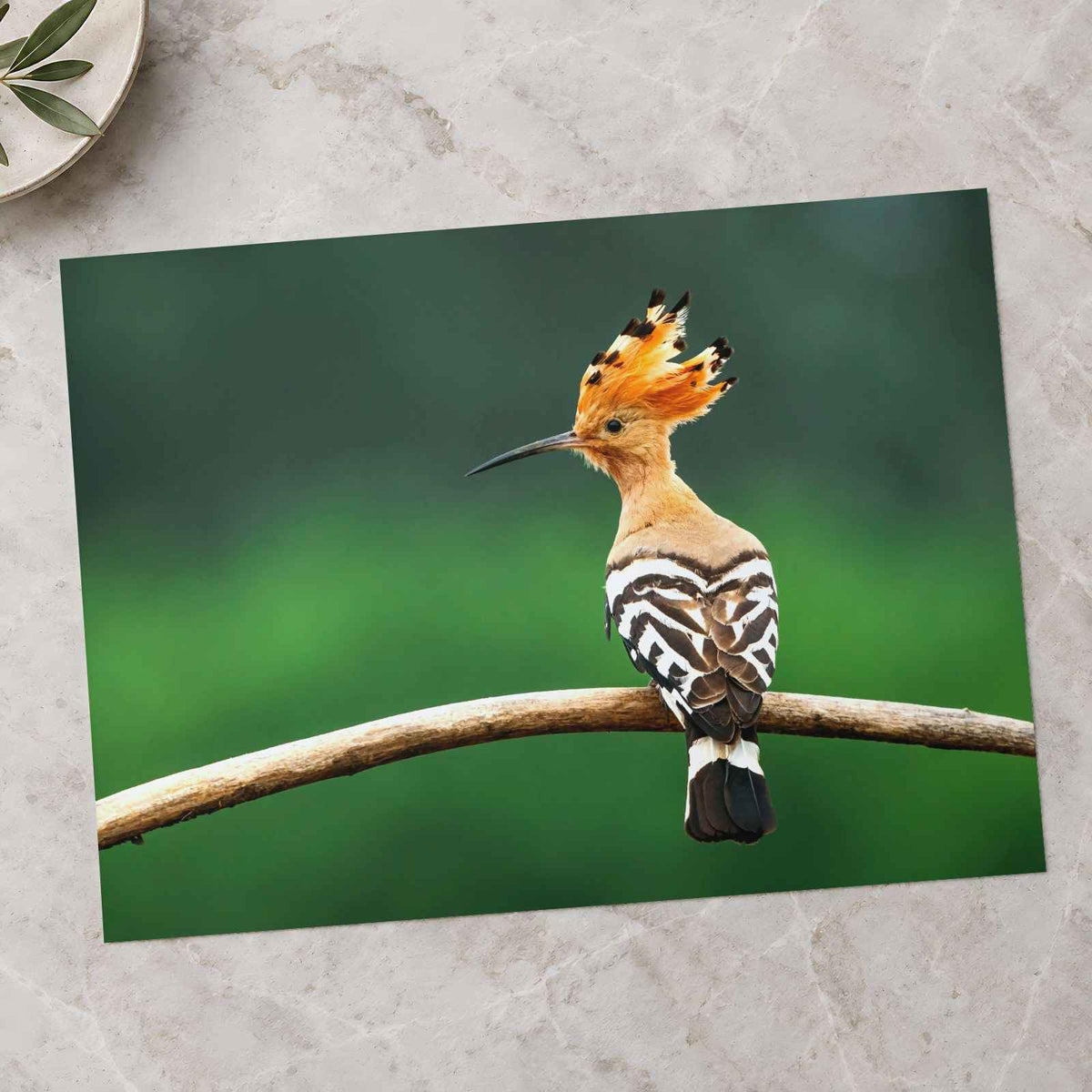 Bird with Orange Feathers Sitting on Branch Photo Wall Art (7 Sizes) - Frameable