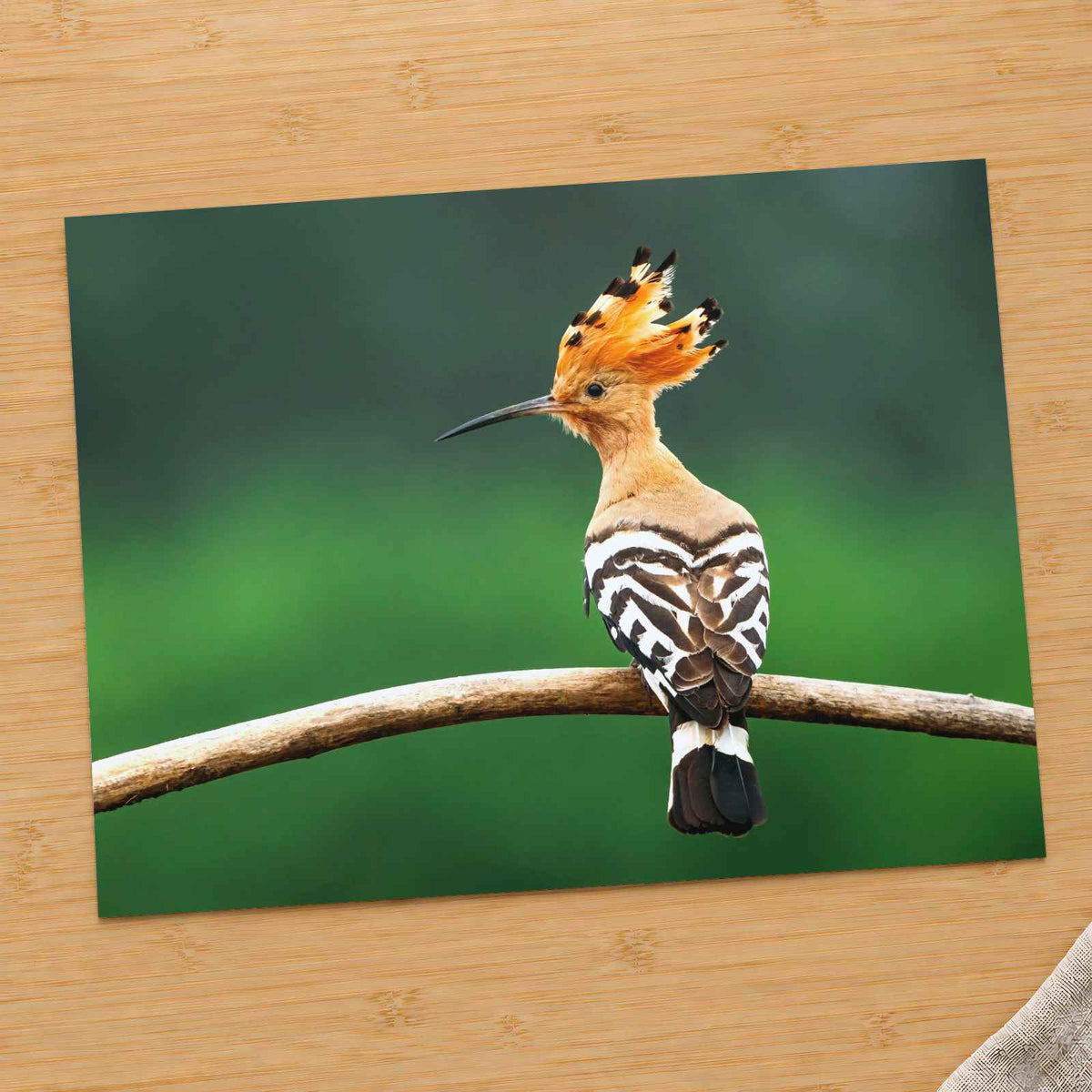 Bird with Orange Feathers Sitting on Branch by Daniel Mirlea Photo Print Wall Decor