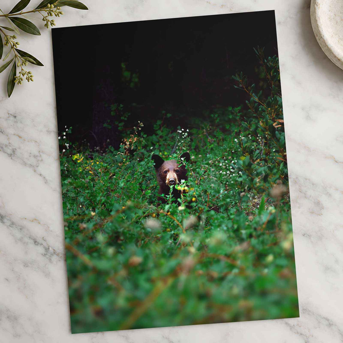 Brown Bear Walking Through Lush Green Forest California Photo Wall Art (7 Sizes)