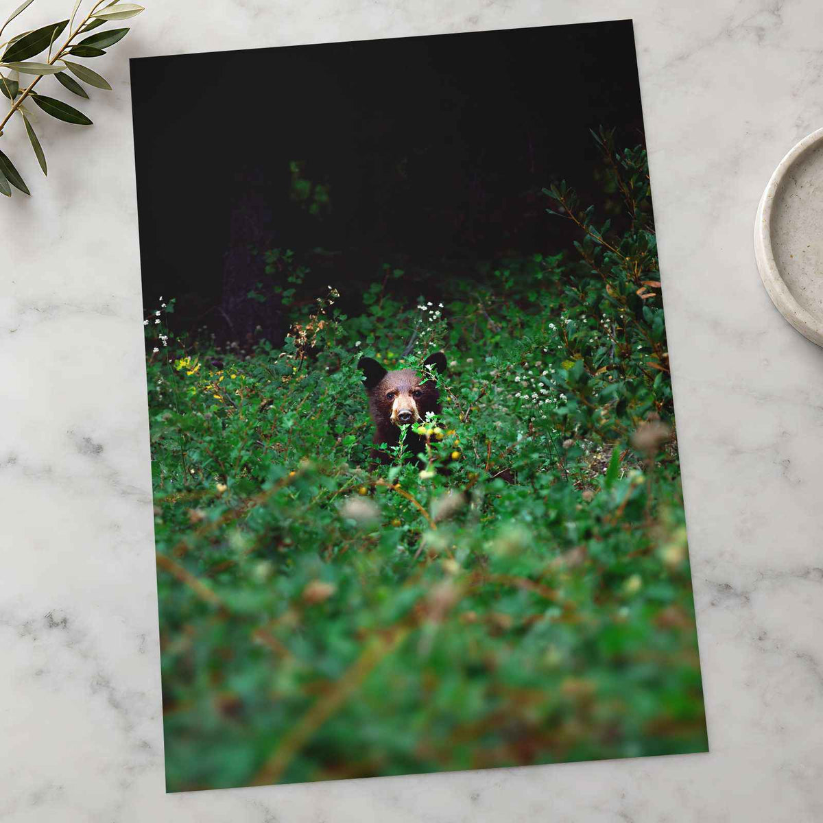 Brown Bear Walking Through Lush Green Forest California Photo Wall Art (7 Sizes)