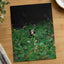 Brown Bear Walking Through Lush Green Forest California Photo Wall Art (7 Sizes)