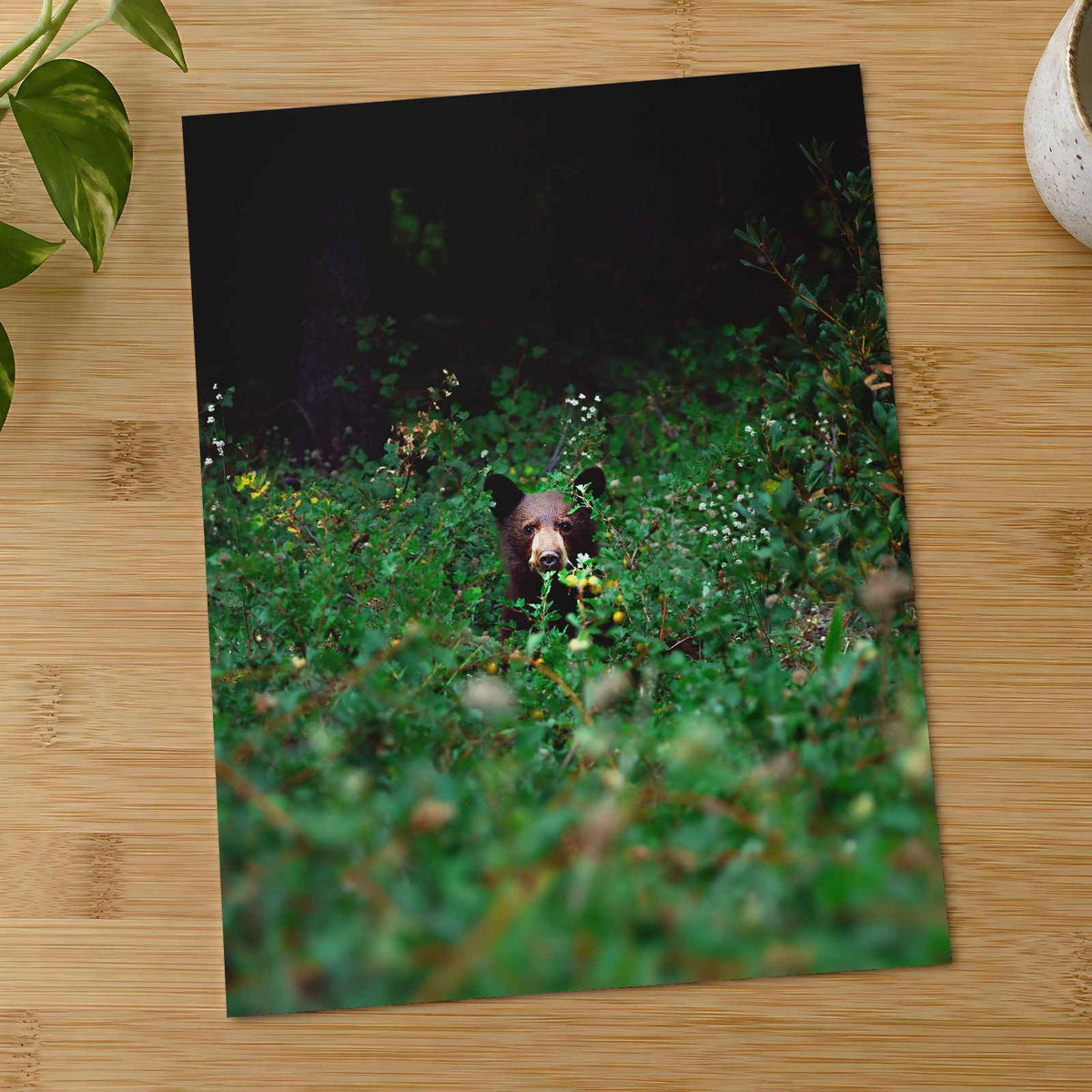Brown Bear Walking Through Lush Green Forest by Joshua Earle Photo Print Wall Decor