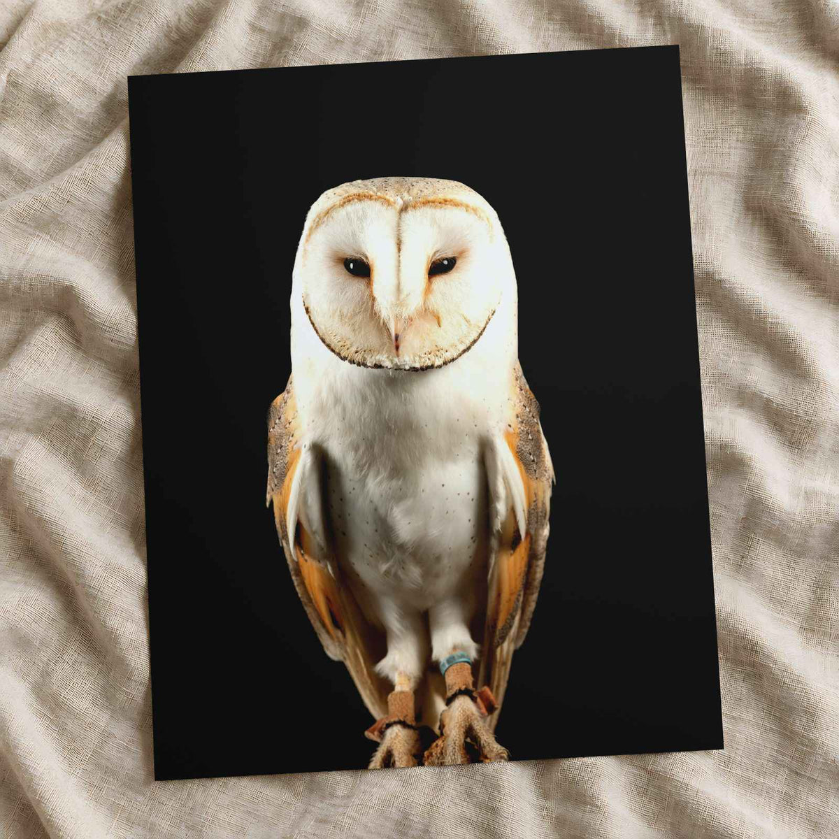 Beautiful Portrait of Snowy Owl Photo Wall Art (7 Sizes) - Premium Quality