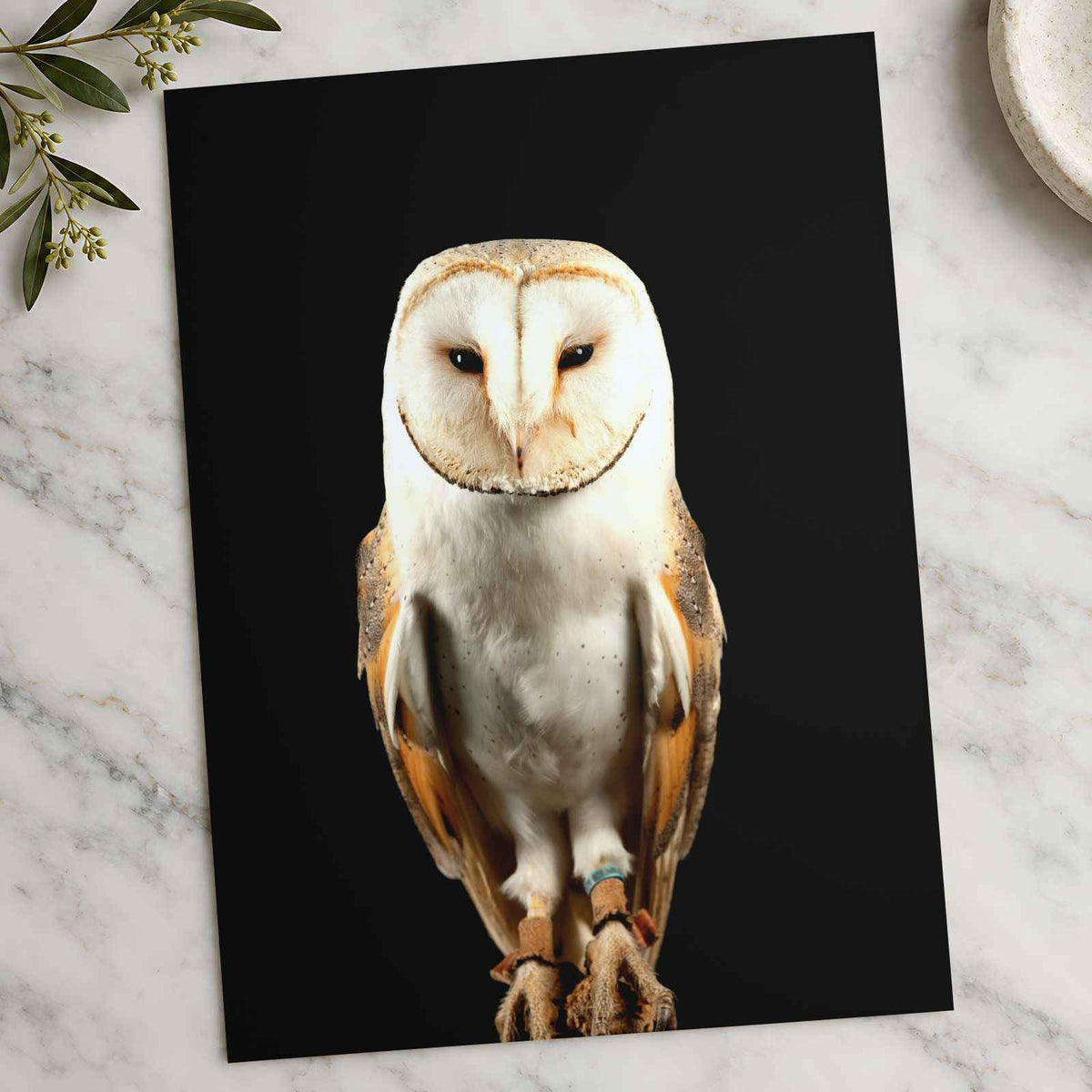 Beautiful Portrait of Snowy Owl Photo Wall Art (7 Sizes) - Premium Quality