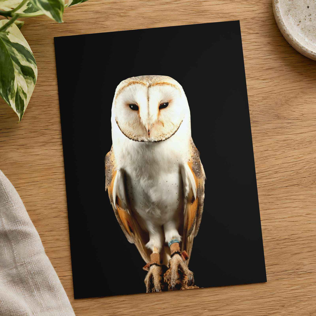 Beautiful Portrait of Snowy Owl Photo Wall Art (7 Sizes) - Premium Quality