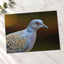 Bird Close Up Photography Print (7 Sizes) - Frameable