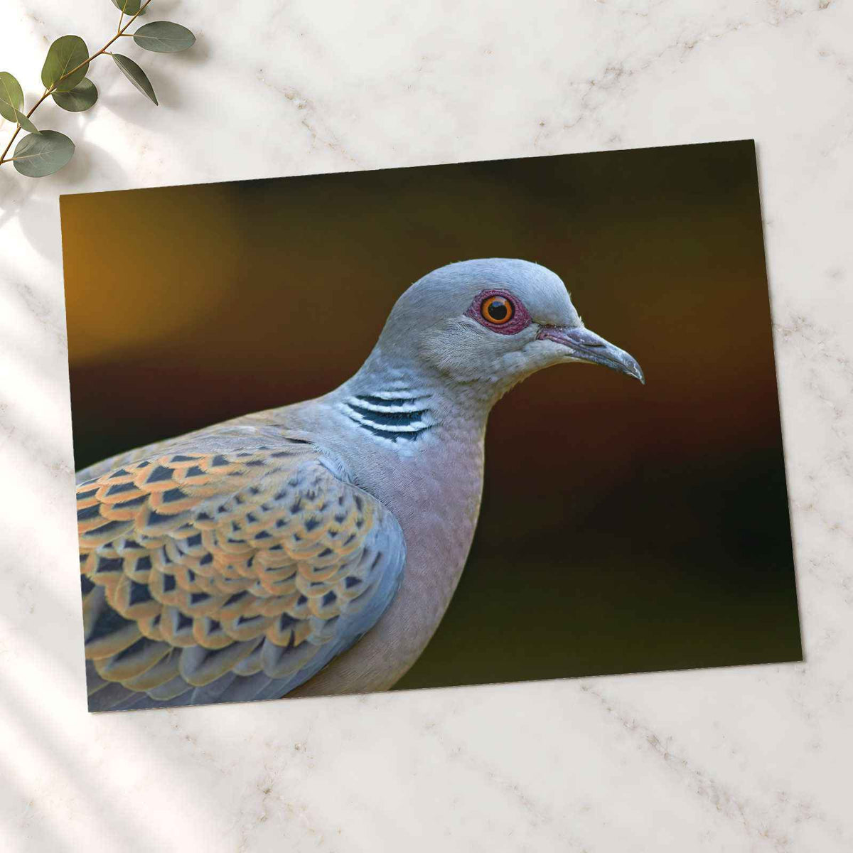 Bird Close Up Photography Print (7 Sizes) - Frameable