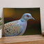 Bird Close Up Photography Print (7 Sizes) - Frameable