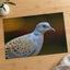 Bird Close Up Photography Print (7 Sizes) - Frameable