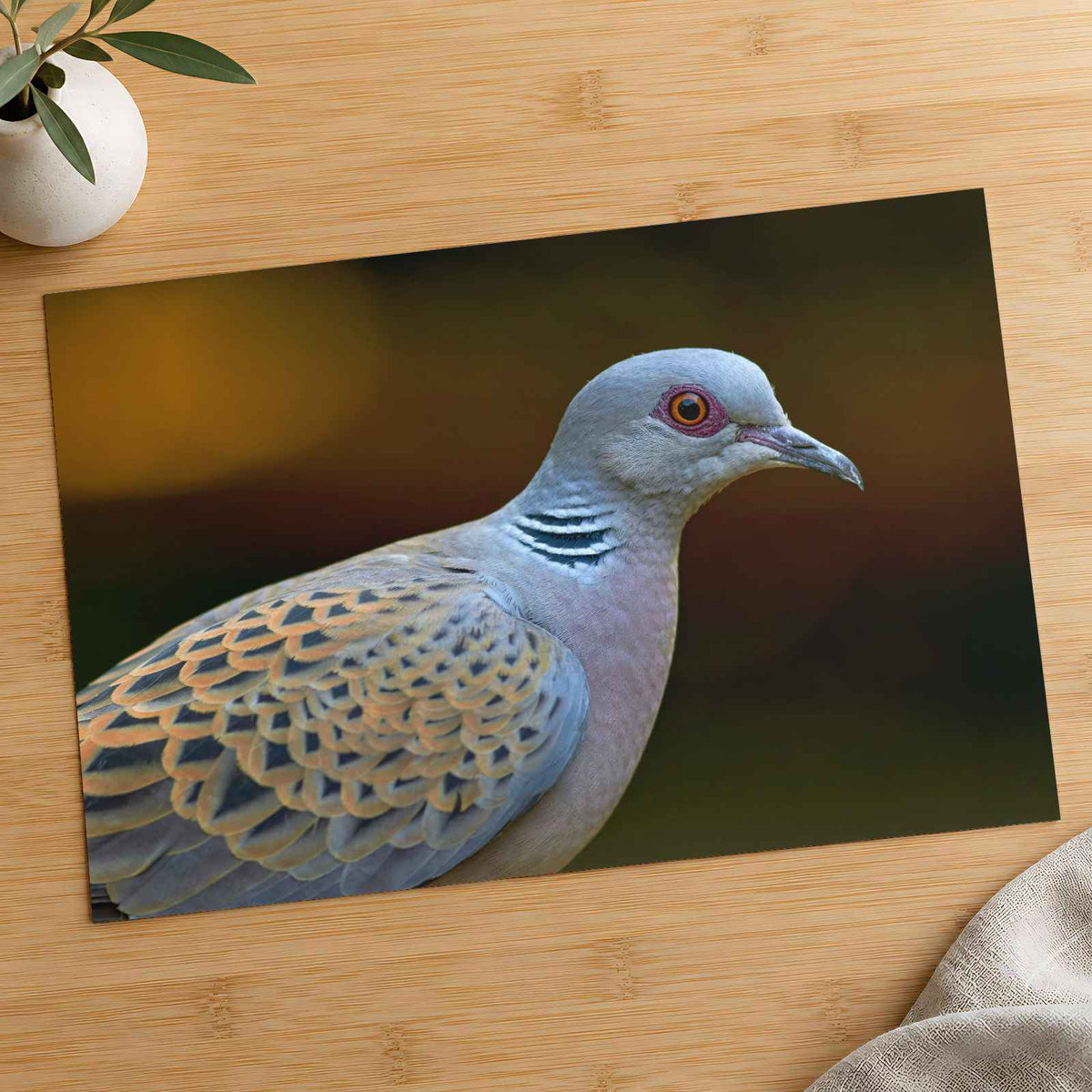 Bird Close Up Photography Print (7 Sizes) - Frameable