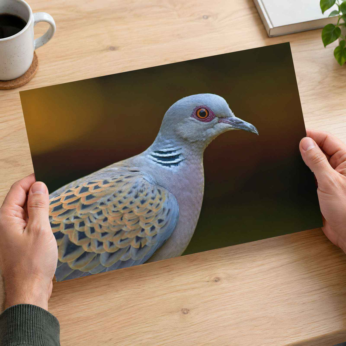 Bird Close Up Photography Print (7 Sizes) - Frameable