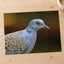 Bird Close Up by Zdeněk Macháček Photo Print Wall Decor