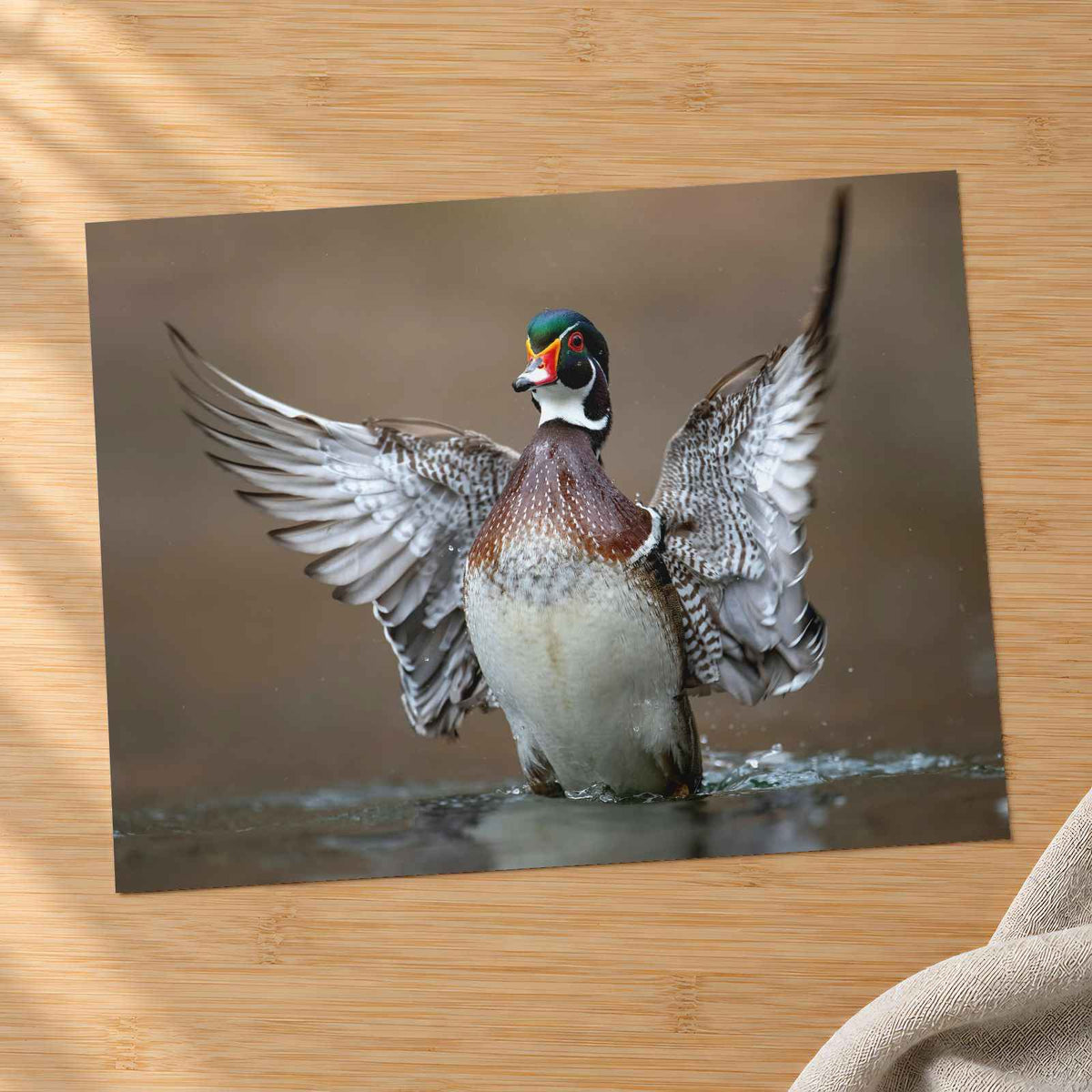 Male Wood Duck in Pennsylvania Stream Photo Wall Art (7 Sizes) - Frameable